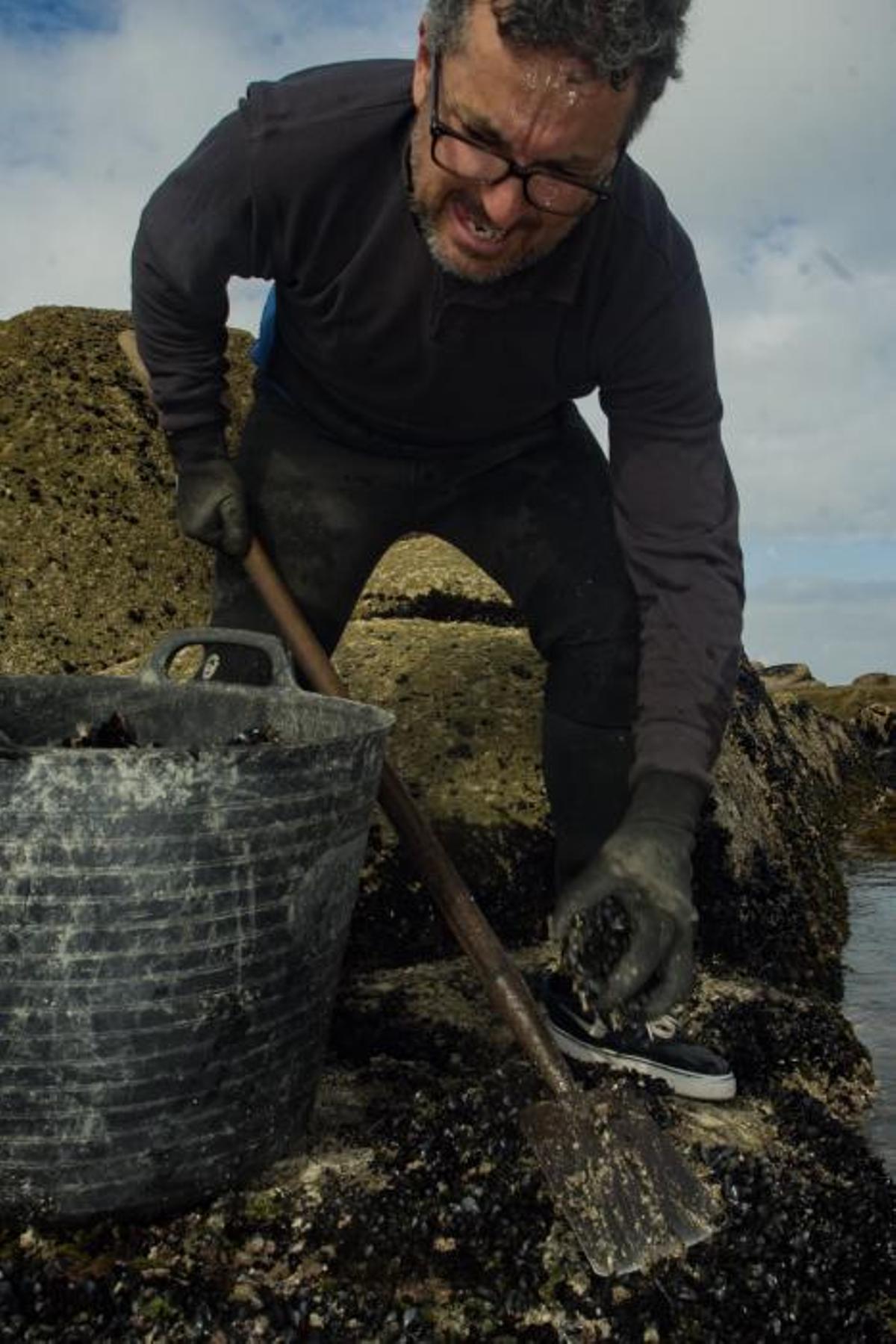 Así recolectan mejilla los bateeiros de Arousa