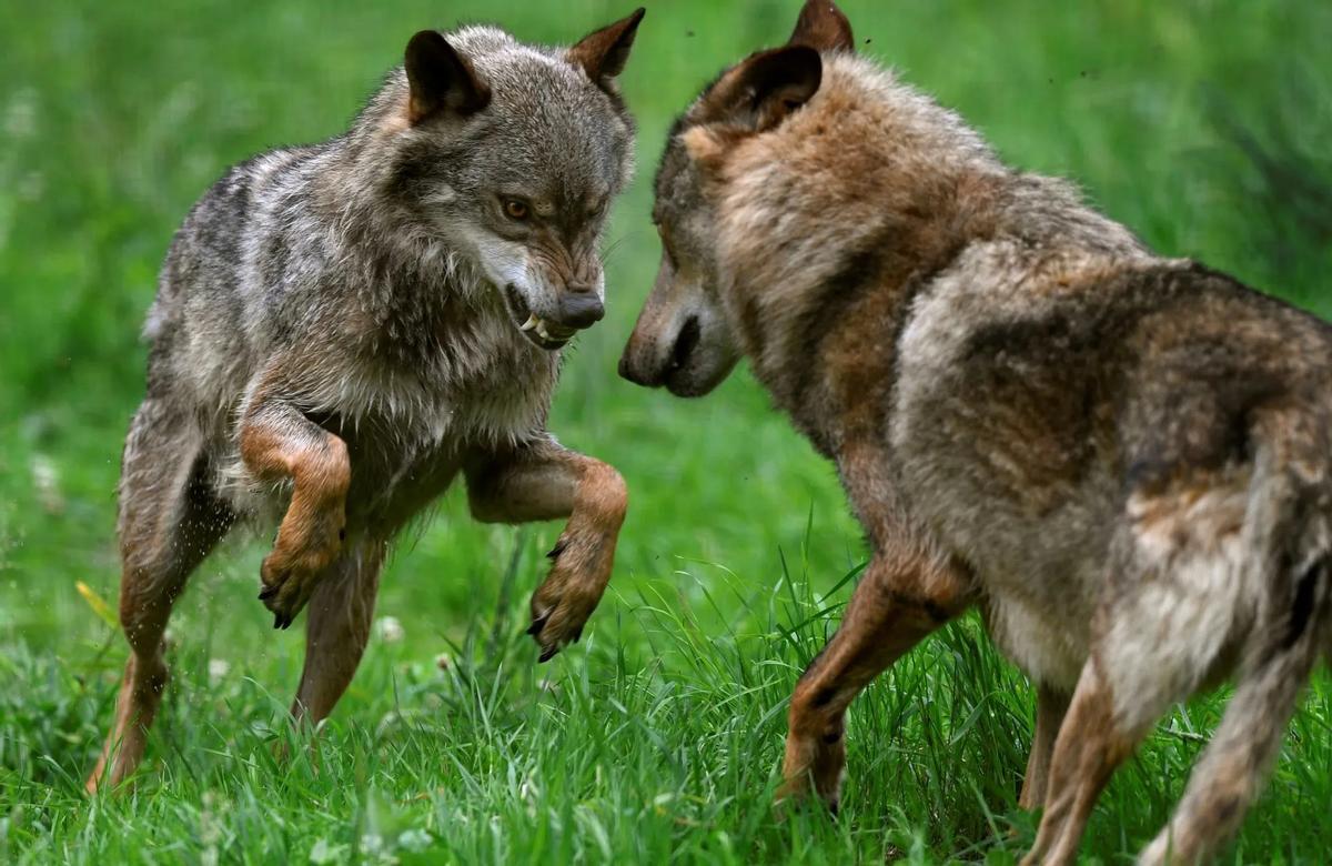 Dos lobos ibéricos fotografiados en la localidad asturiana de Belmonte de Miranda.