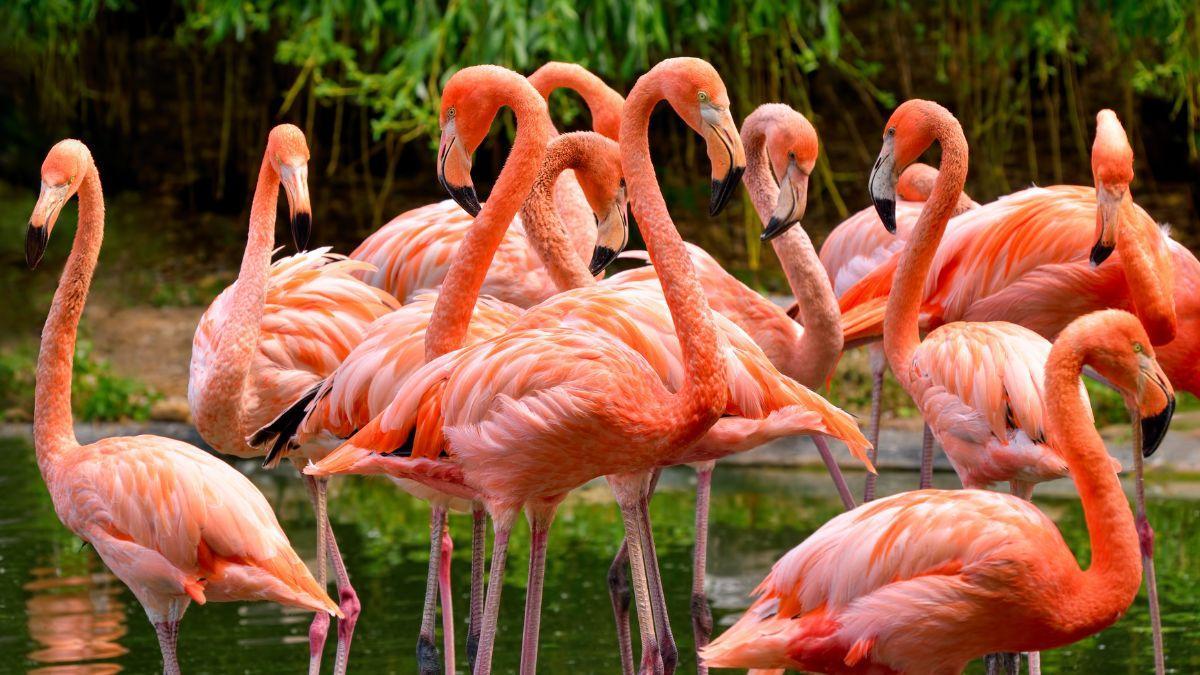 Una de las especies de animales que habitan el parque de Sevilla con una laguna de casi 620 hectáreas