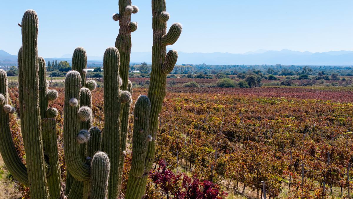 Cafayate, en Salta, Argentina, es el corazón de los vinos de altura (1.500-3.000 msnm)