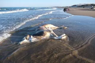 ¿Qué es este animal que ha aparecido varado en la playa de La Marina?
