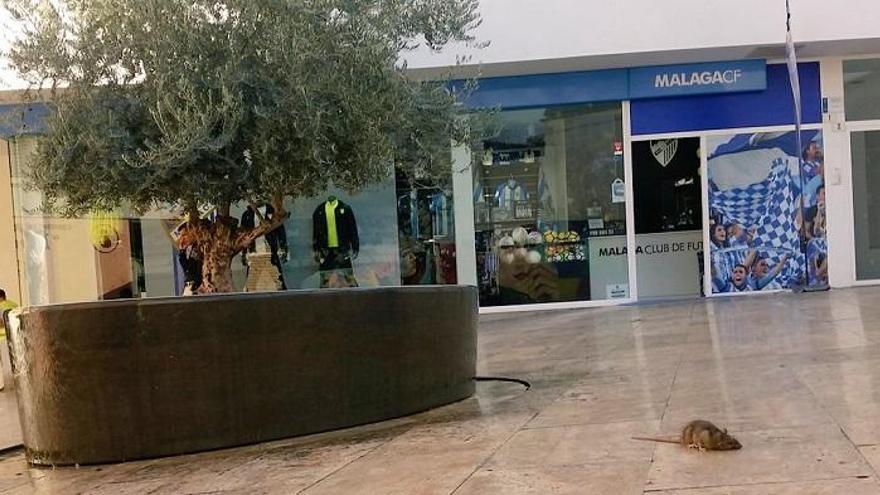 Una rata en la plaza de la Judería, junto a la calle Granada.