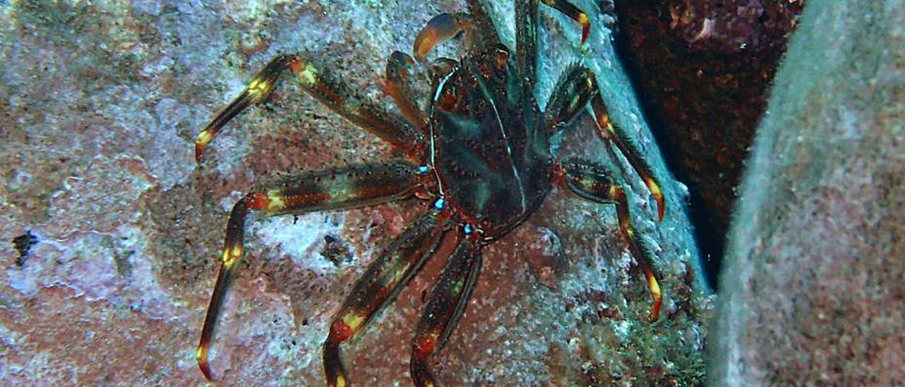 El cangrejo araña invade el canal de Menorca.