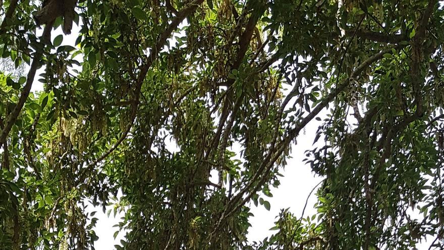 Abel Folk, Imma Colomer i Estel Solé, a El Jardí de la Dorothy de Calella