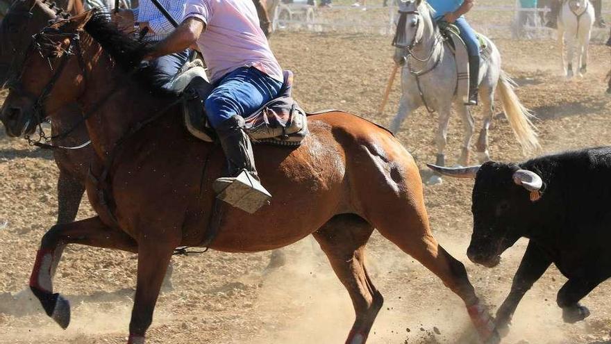 Un novillo trata de empitonar a uno de los equinos.