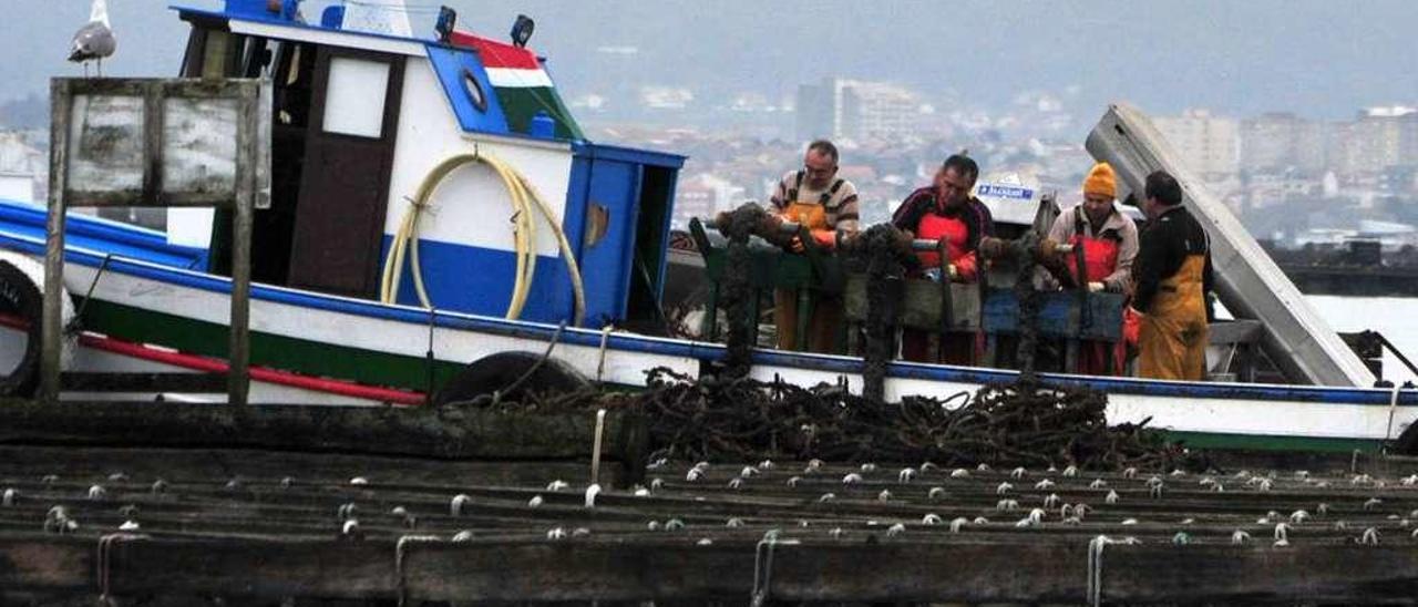 Trabajos de encordado de mejilla a bordo de un barco abarloado a una batea. // Iñaki Abella