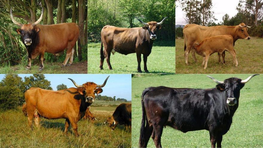 El resurgir de las Morenas Gallegas: cinco razas de vacas que lograron remontar tras rozar la extinción