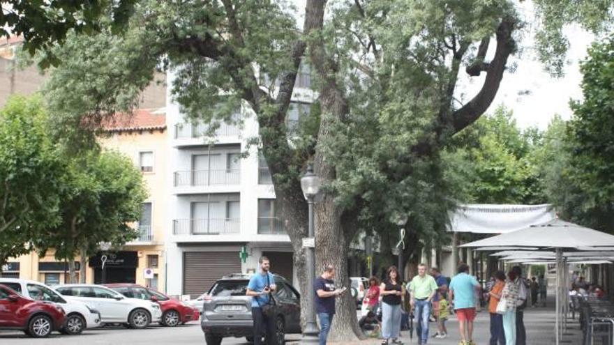 El freixe del passeig solsoní esdevé arbre d&#039;interès local