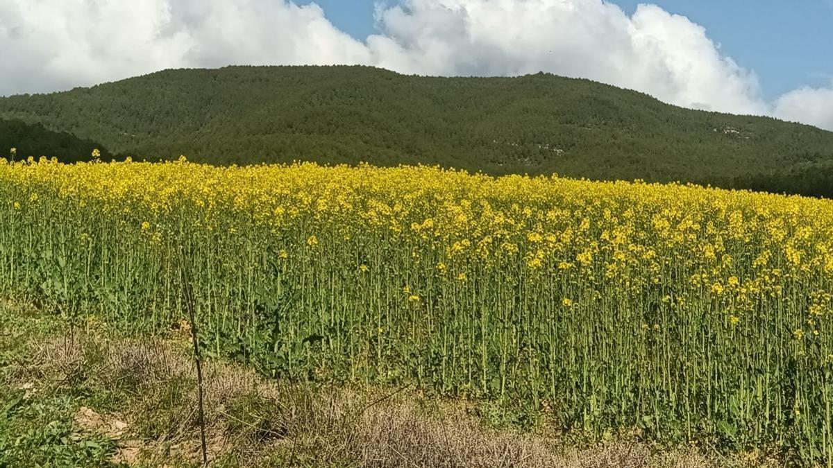 Terreny en terme de Sant Mateu de Bages on es projecta ubicar la planta de biogàs
