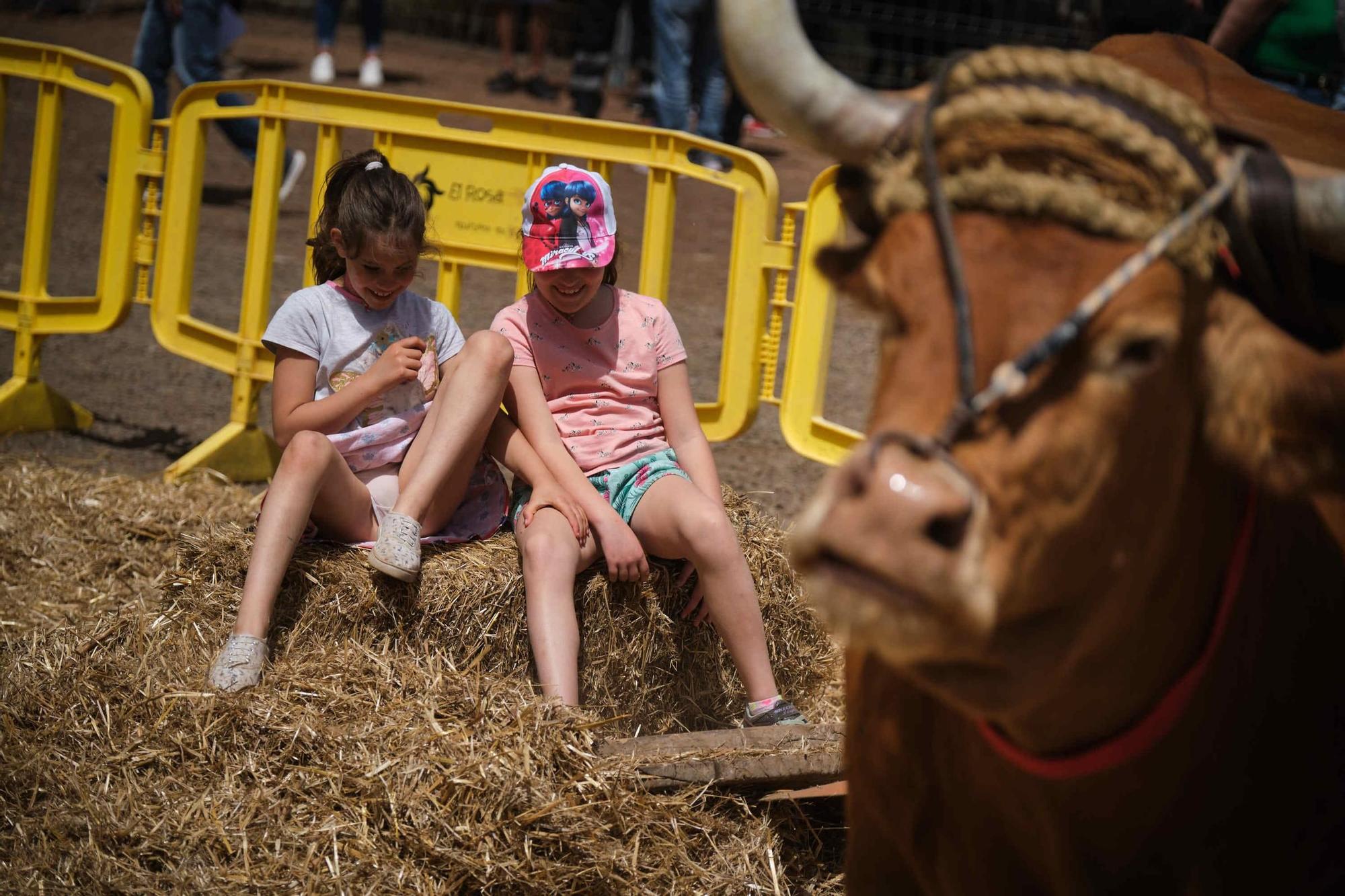 Feria de ganado en el Rosario
