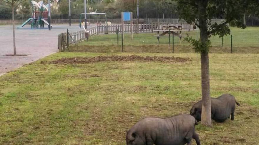 Dos cerdos junto al parque infantil Josefina Argüelles, en el barrio de La Corredoria.
