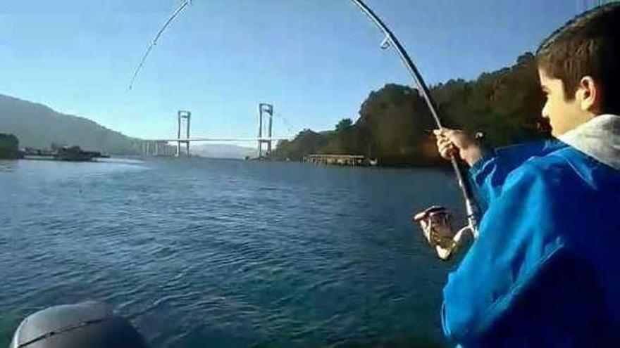 Así pescó este niño una raya de 13 kilos en la ría de Vigo