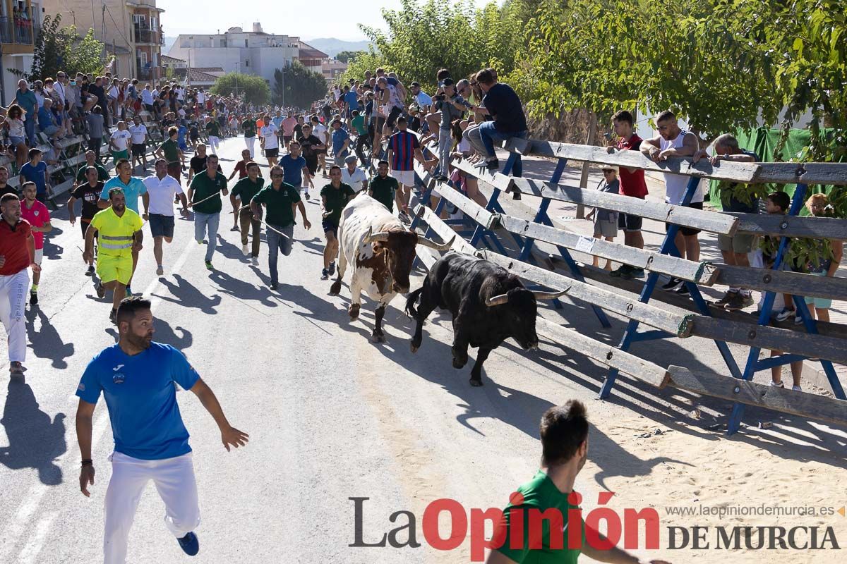 Cuarto encierro Feria del Arroz de Calasparra