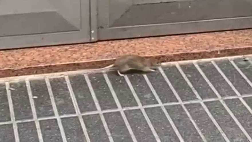 Una rata camina de día por León y Castillo