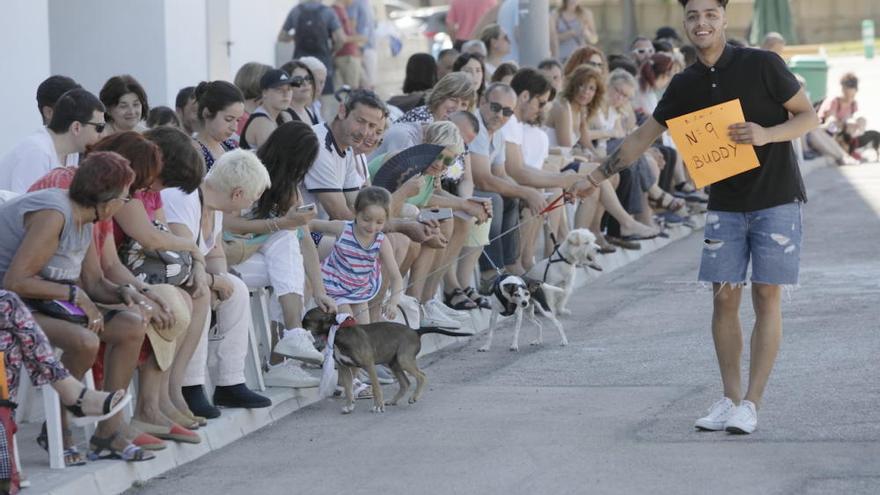 Mallorcas herrenlose Hunde auf dem Laufsteg