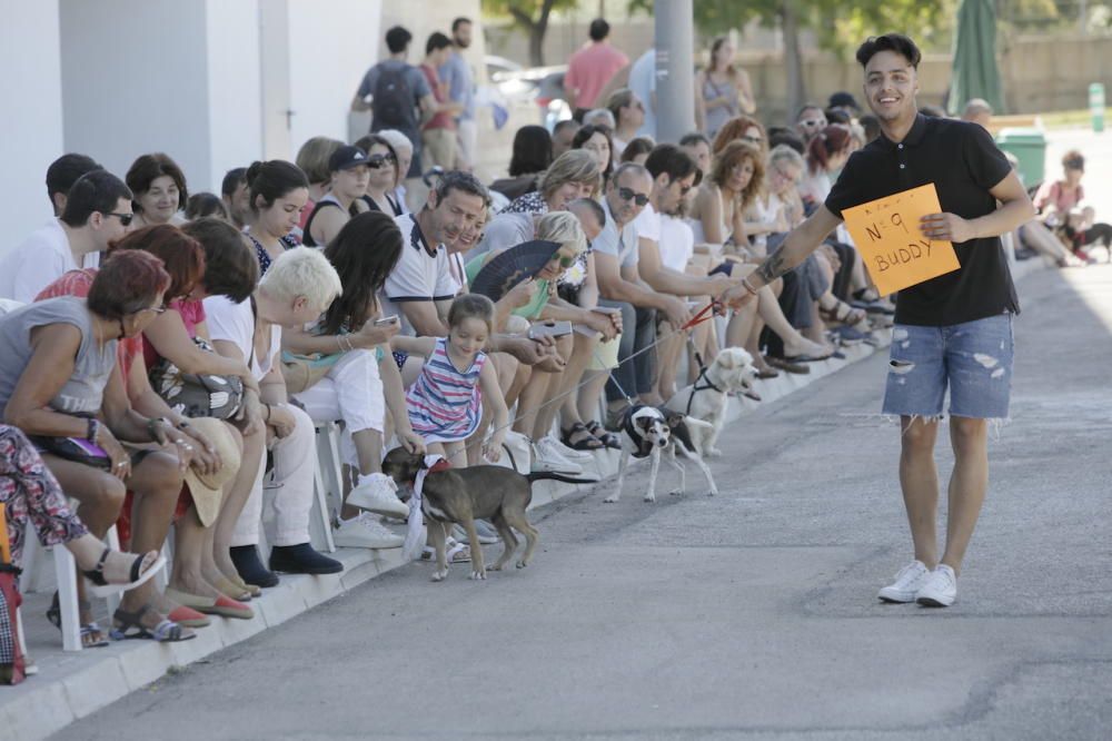 Desfile de perros que buscan un hogar