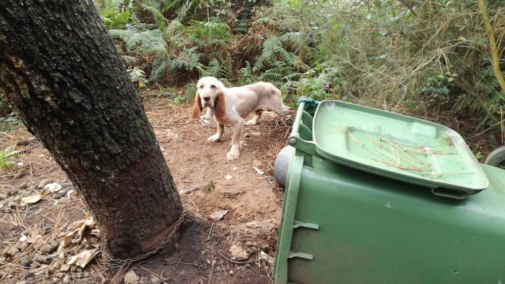 Los animales se encontraban en unas perreras en condiciones de extrema delgadez, sin que se les proprocionara agua, alimentos y los cuidados necesarios.