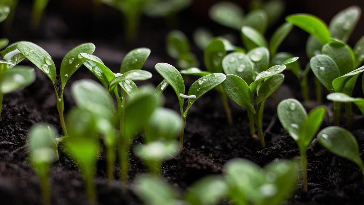 La coronilla es una planta que no necesita muchos cuidados