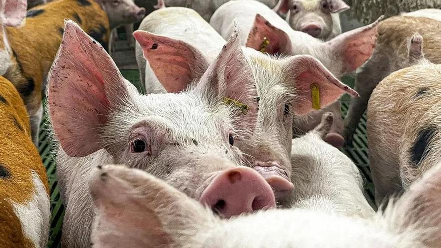 JXEL exige Línea Roja sanitaria a Cataluña por la peste porcina