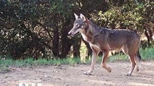 La Generalitat pagarà a tots els pastors en zones de llops