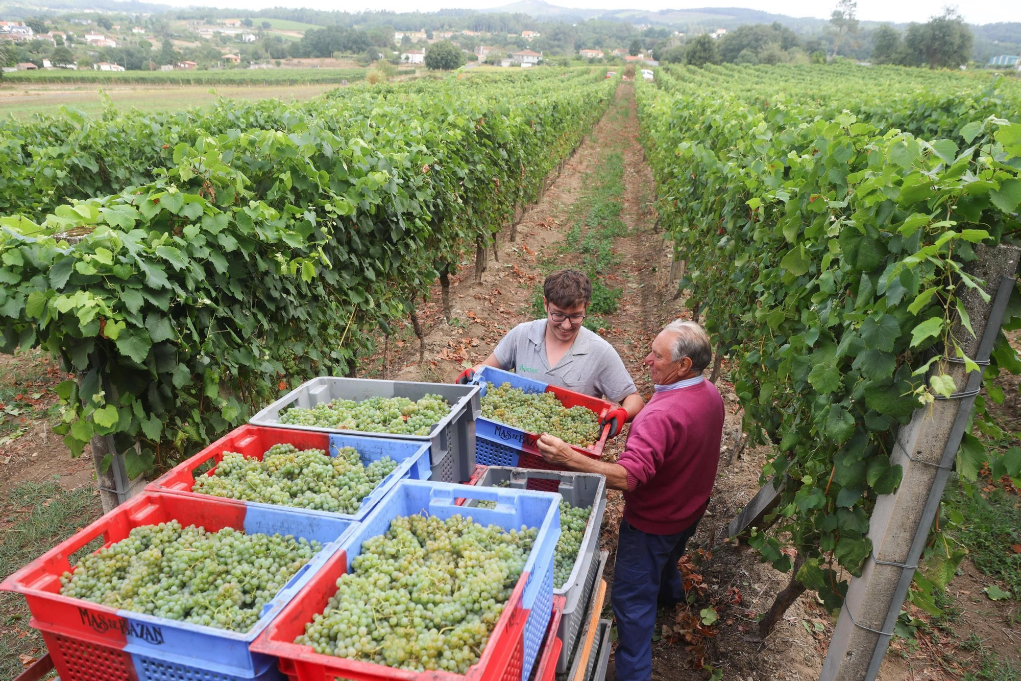 Recolección de uva para el primer espumoso de la bodega arousana Granbazán (O Salnés) en una parcela de Vedra (Ribeira do Ulla).