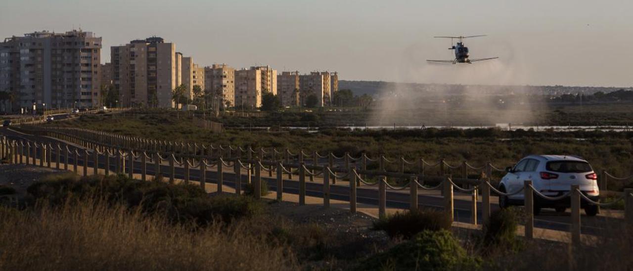 Sanidad crea un plan de alerta para evitar el contagio de enfermedades transmitidas por el mosquito tigre