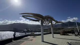 El esqueleto de la ballena de Los Silos será sustituido por una réplica después de 18 años al aire libre