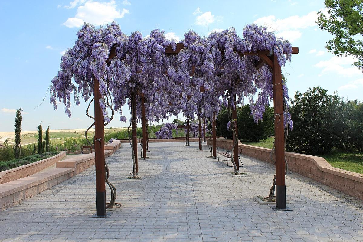 Vegetación en el parque de Valdebebas.