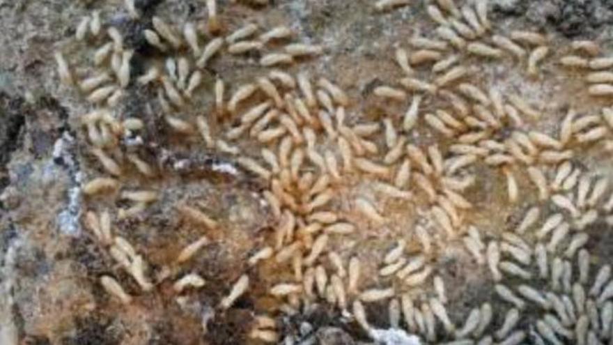 Un nuevo foco de termitas aparece en una finca de La Laguna.