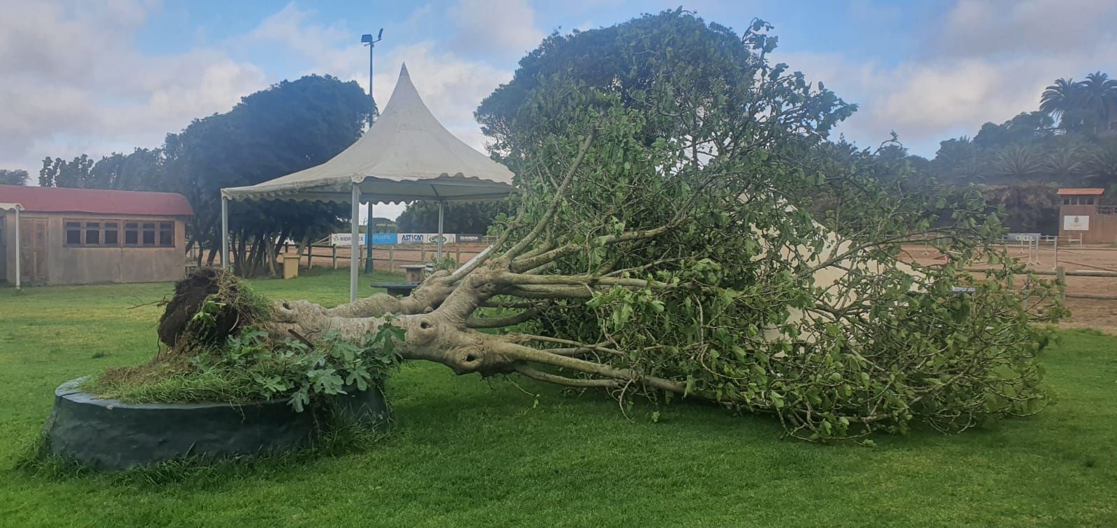 El viento arranca una higuera en el Real Club de Hípica de Bandama y parte una palmera en Ingenio (14/05/2021)