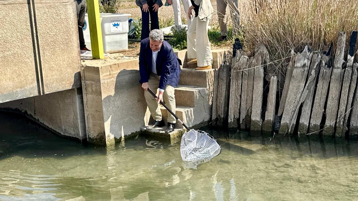El conseller Martínez Mus, en la suelta realizada en la acequia.