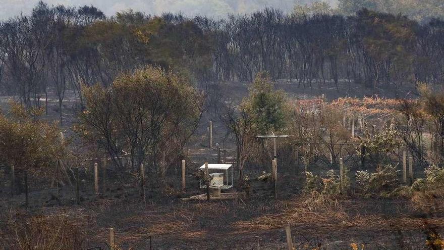 Zona de Pazos de Borbén (Pontevedra) arrasada por los incendios de octubre.