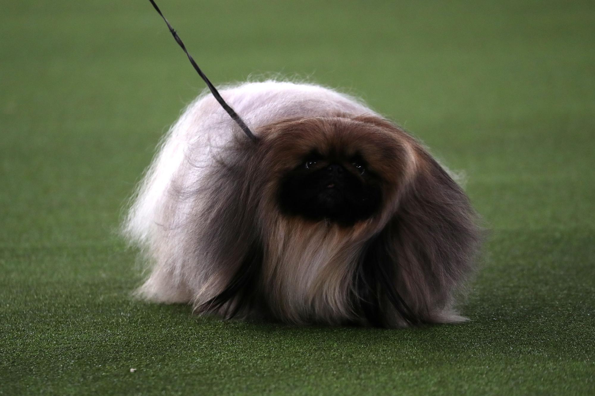 145è Westminster Kennel Club Dog Show