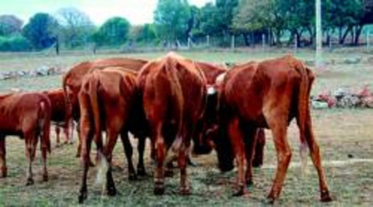 Un grup de vaques desnodrides a les instal.lacions del Parc Animal de Sobrestany, a finals de l’any passat. Un grup de vaques desnodrides a les instal.lacions del Parc Animal de Sobrestany, a finals de l’any passat.