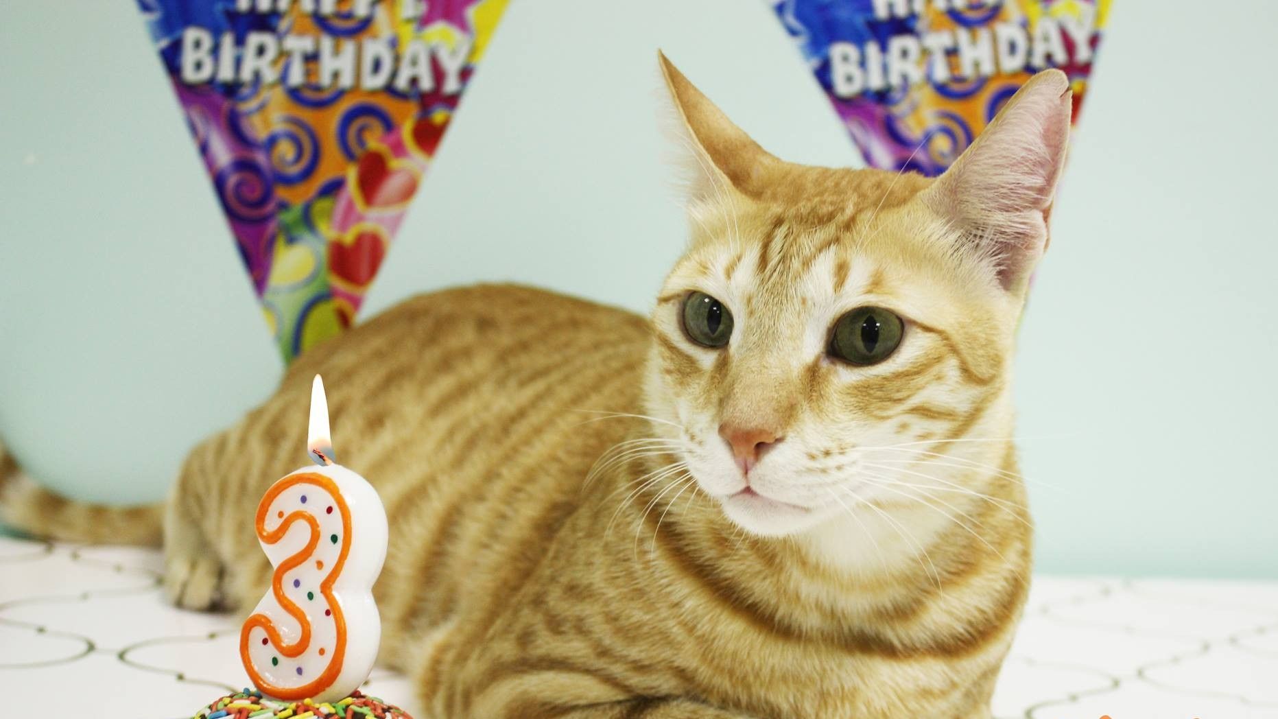 Un gato orange Tabby en la fiesta de su tercer cumpleaños