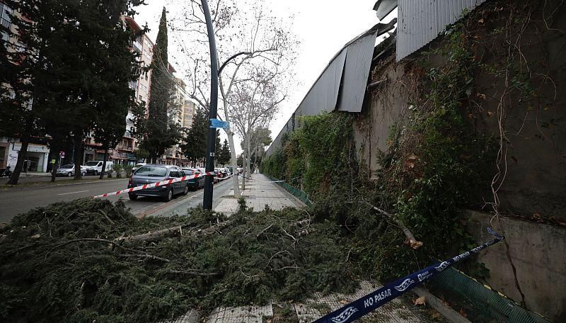 Daños causados por las fuertes rachas de viento registradas en Zaragoza por la borrasca 'Hortensia'