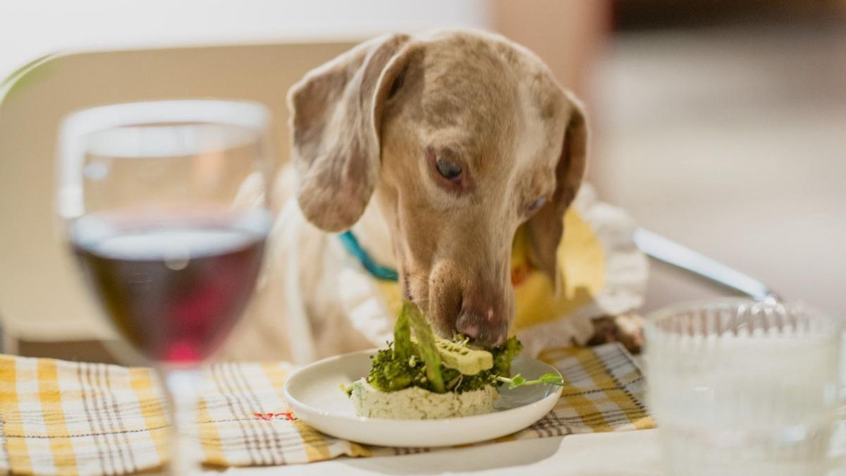 Un perro devora un plato a la mesa.