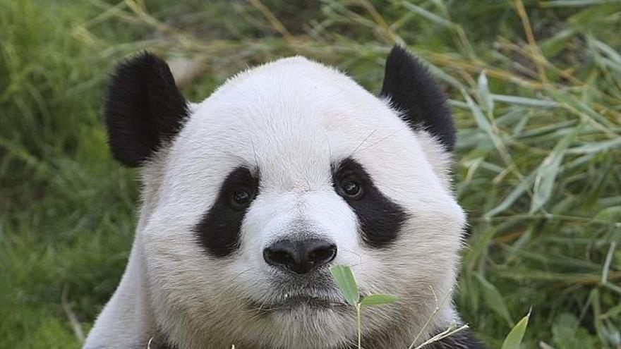 El ejemplar macho de oso panda Bing Xing.