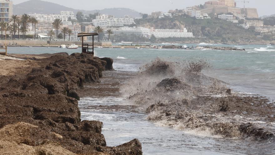 El Govern balear obliga a suprimir la regeneración artificial de arena en las playas