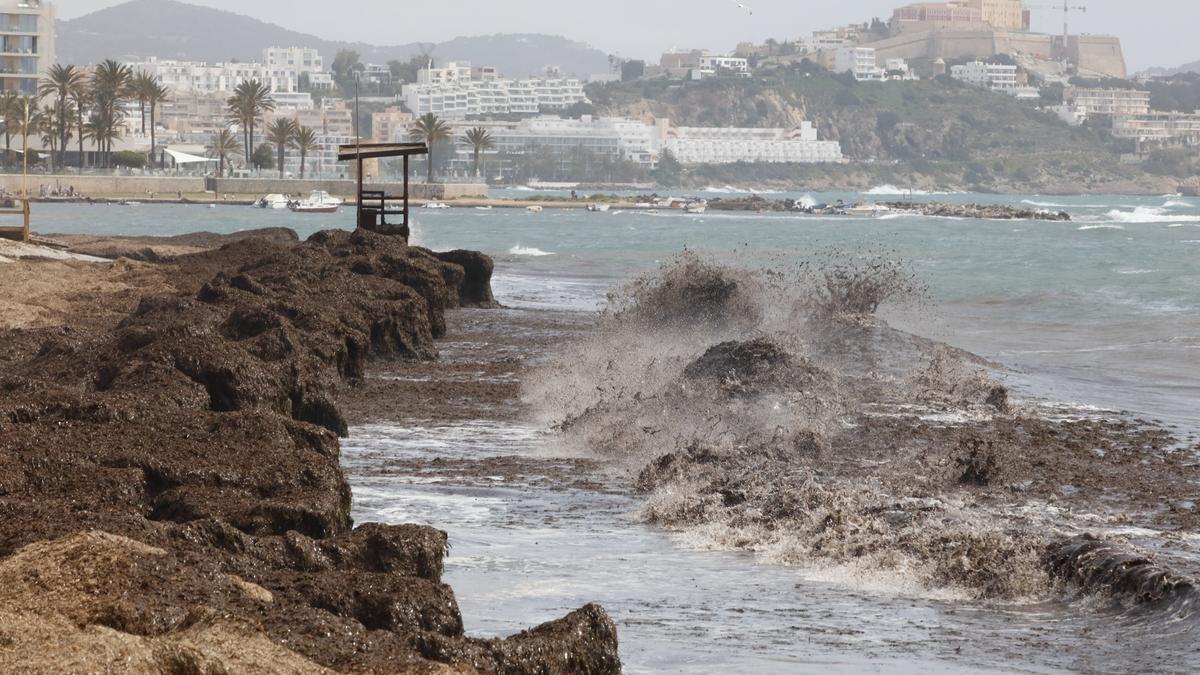 Posidonia tras un temporal en es Viver, Ibiza. J.A.Riera
