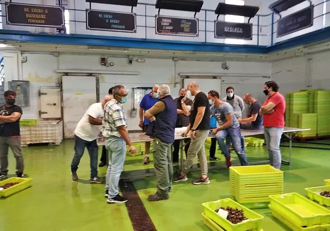 La campaña de percebe, ”fuerte” en Luarca y Puerto de Vega, con precios “de Navidad”