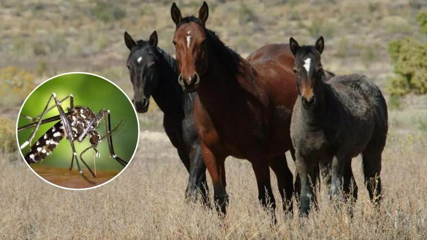 El virus del Nilo Occidental, detectado por primera vez en Canarias: tres casos en un centro hípico de Gran Canaria