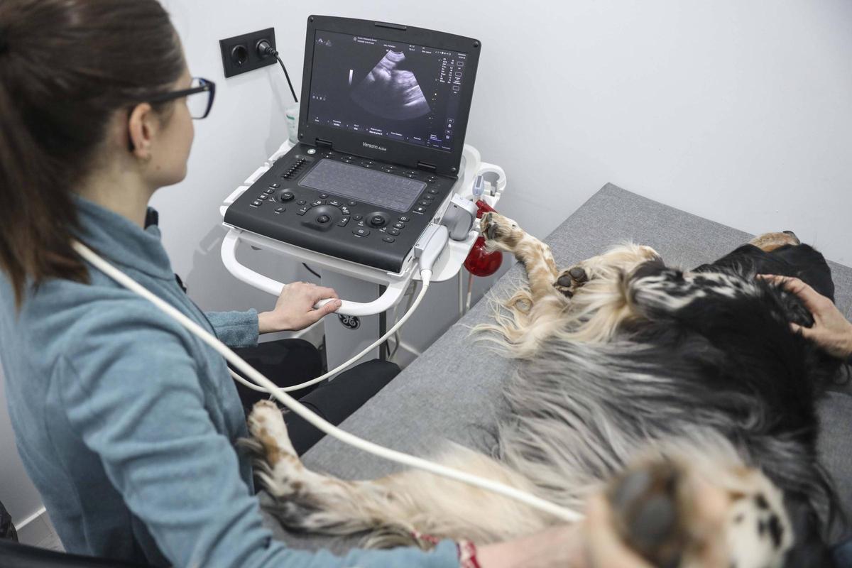 Una veterinaria realiza una ecografía a un perro