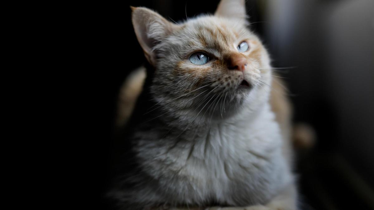 Una gata doméstica.