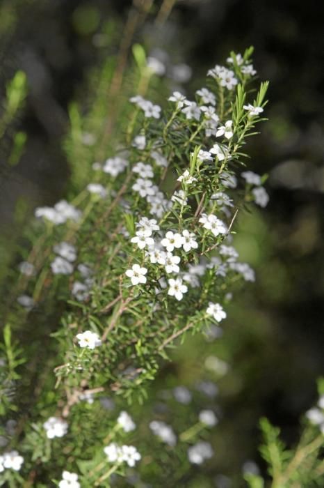 In Ariant blühen die mediterranen Pflanzen um die Wette. In dem von Heidi Gildemeister entworfenen Garten wird vieles den Launen der Natur und dem Zufall überlassen. Aber nicht alles.