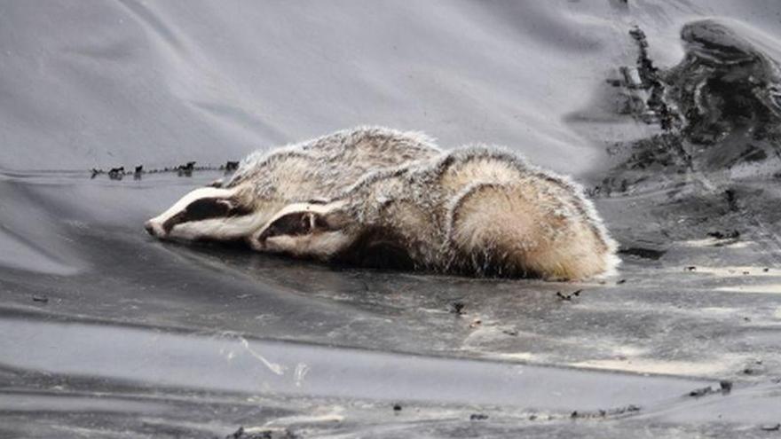 La DGA alerta del peligro de balsas de agua forradas de plástico para la fauna