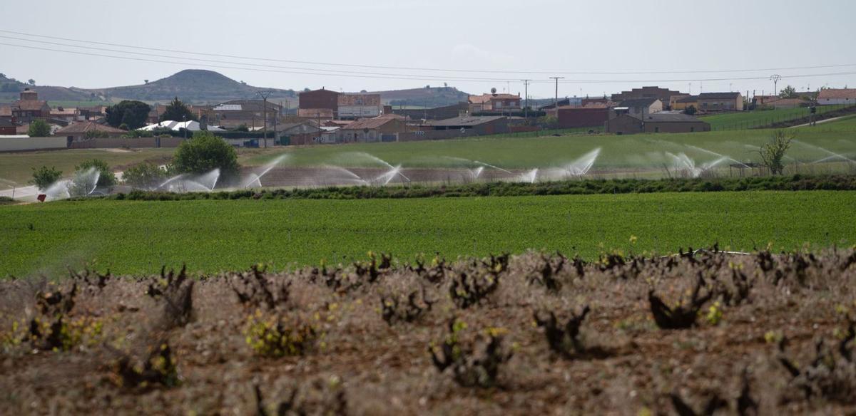 2.- Riego de parcelas con aspersores en el término de Villabuena del Puente. 3.- Juan Manuel Martín muestra una planta de guisantes perdida en plena floración. 4.- Miguel González, agricultor de toda la vida ya en retirada. 5.- Un tractor circula por un camino. |