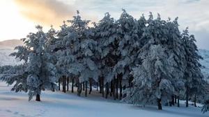 Pinos nevados en el Puerto de Cotos - Rafael Bastante - Europa Press - Archivo