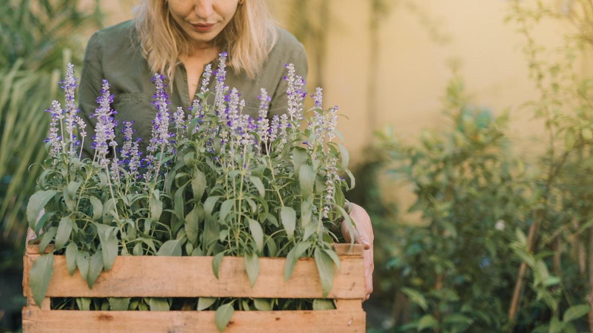La lavanda es una planta aromática ideal para decorar tu jardín o terraza.