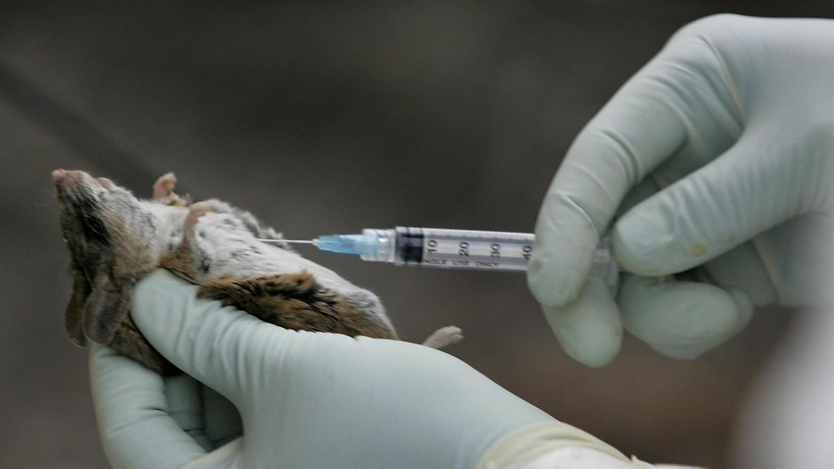 Un ratolí positiu d'hantavirus